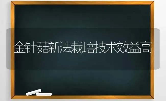 金针菇新法栽培技术效益高 | 食用菌种植