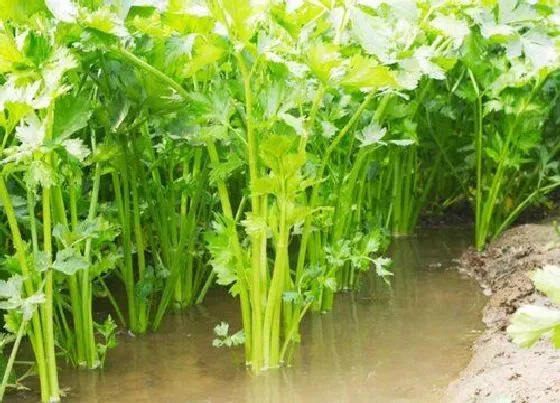 种植管理|西芹的生长周期是多长时间