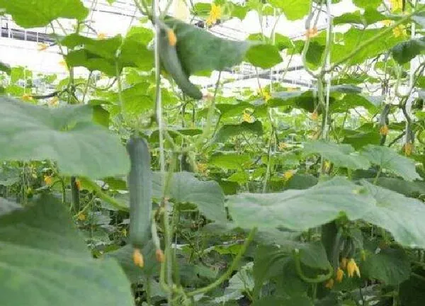 养殖科普|丝瓜喜欢阳光吗