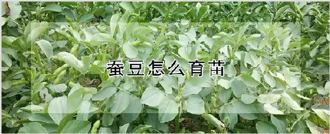 蚕豆怎么育苗 | 种植技术
