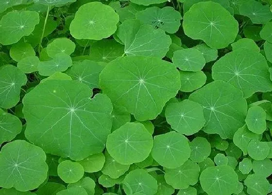 植物毒性|旱莲花有毒吗 可以放在室内养吗