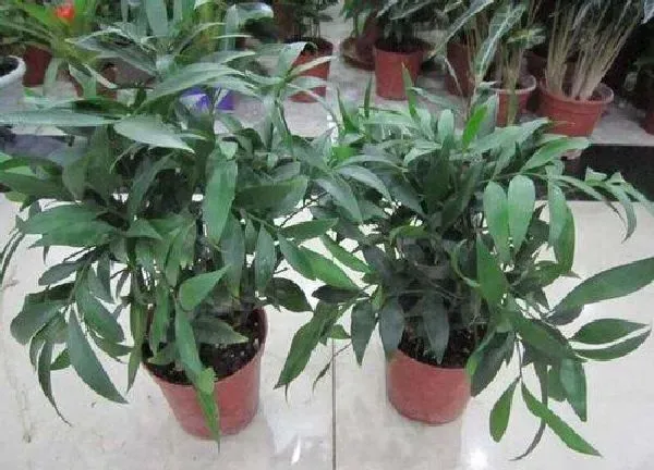 植物浇水|兴旺竹多久浇一次水