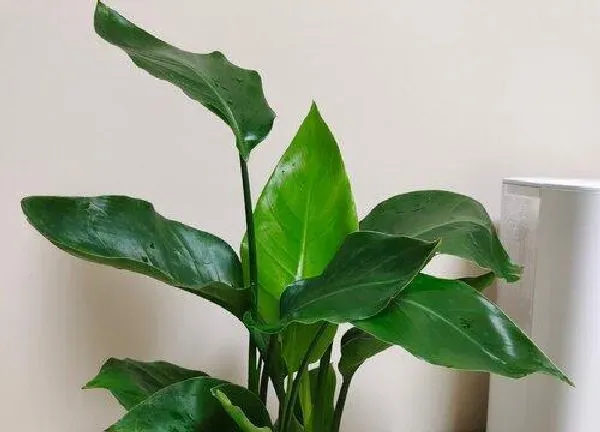 植物浇水|鹤望兰怎么浇水方法