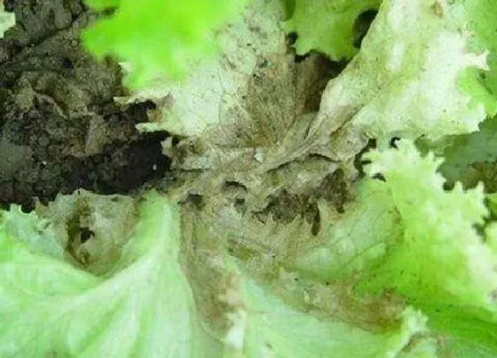 植物病害|生菜病毒病症状与防治方法