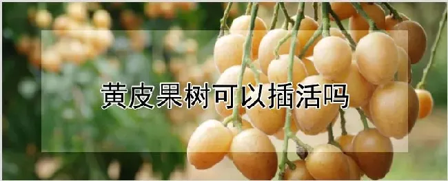 黄皮果树可以插活吗 | 种植资料
