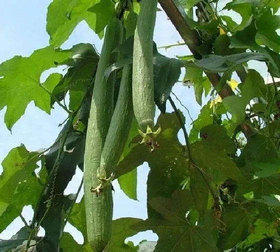 果实科普|丝瓜几月开花结果 什么时候开花结果