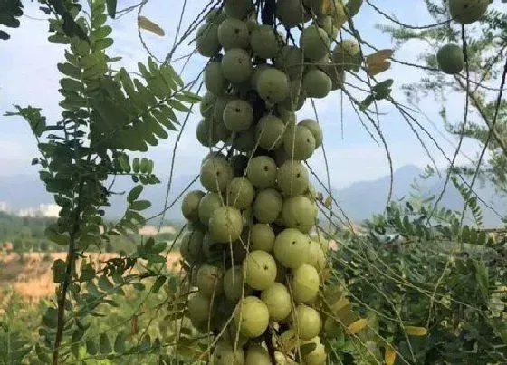 果实成熟|油甘什么时候成熟上市