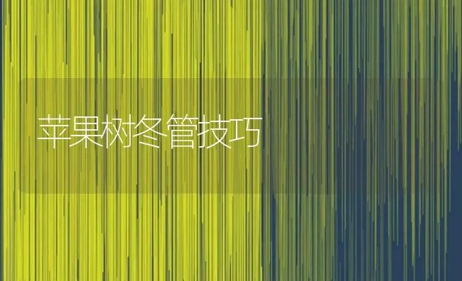 苹果树冬管技巧 | 瓜果种植