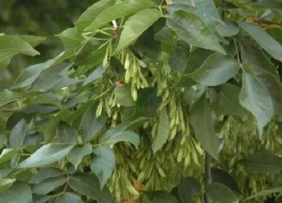 植物百科|白蜡树开花吗 开花什么样子