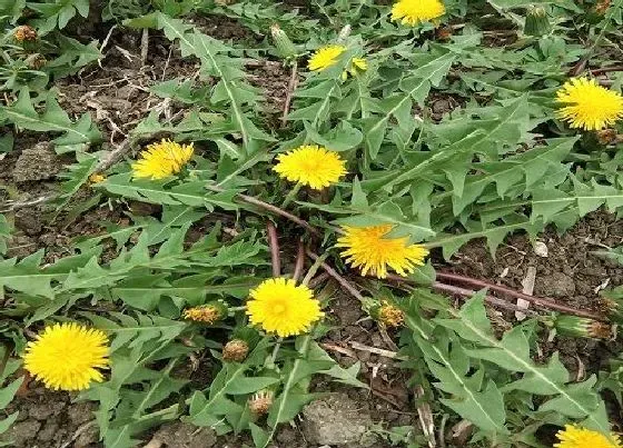 植物百科|蒲公英会开花吗 在什么时候开花