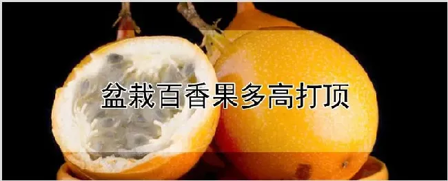 盆栽百香果多高打顶 | 养殖技术