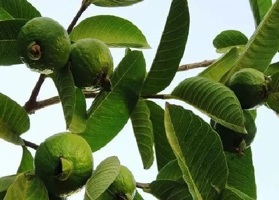 植物百科|菲油果苗品种介绍（菲油果种植栽培技术，几年结果）