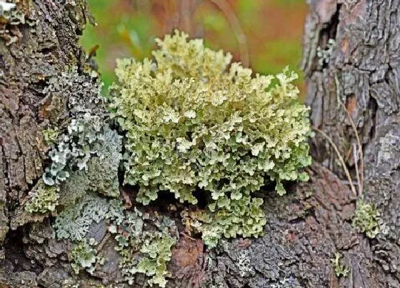 植物百科|地衣属于什么类植物 是植物还是真菌