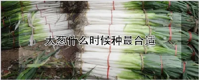 大葱什么时候种最合适 | 养殖技术