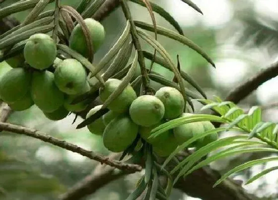 植物百科|榧树值钱吗