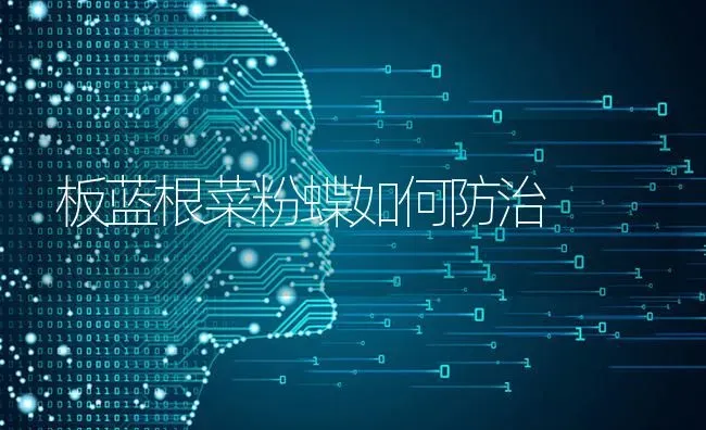 板蓝根菜粉蝶如何防治 | 蔬菜种植