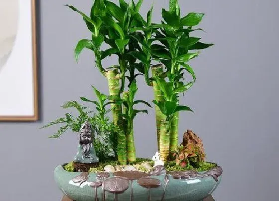 植物毒性|节节高有毒吗 可以放在室内养吗