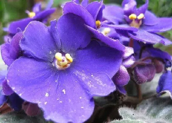 花语|什么花代表财富