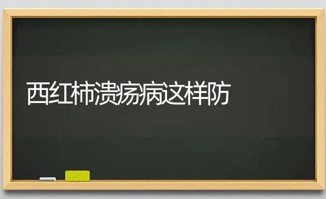 西红柿溃疡病这样防 | 蔬菜种植