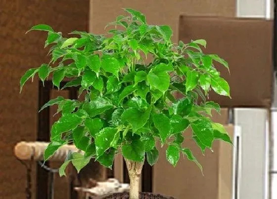 冬天植物|幸福树怕冻吗