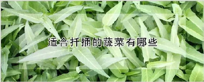 适合扦插的蔬菜有哪些 | 养殖技术