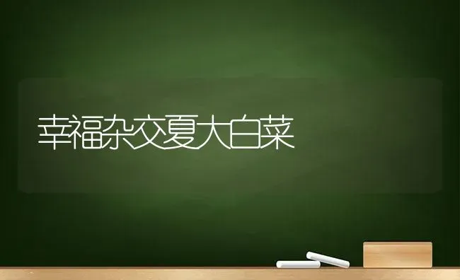 幸福杂交夏大白菜 | 蔬菜种植