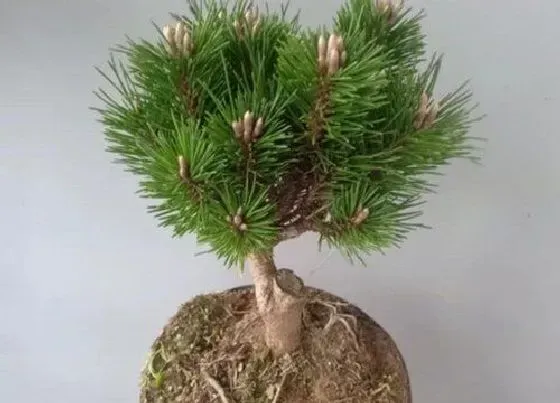 植物施肥|黑松施什么肥好