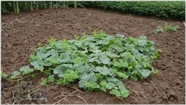 西瓜空秧原因及预防方法 | 植物病害