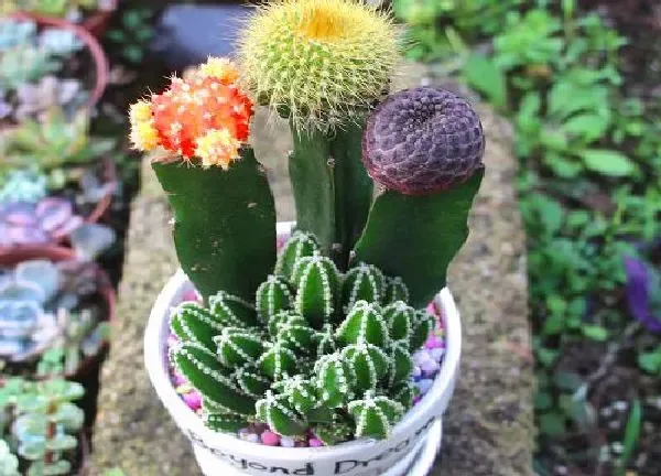 养殖科普|仙人掌会开花吗