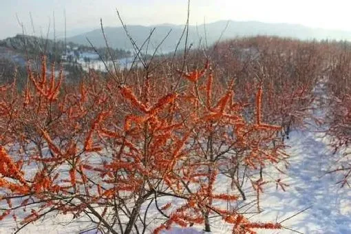 植物百科|沙棘是什么植物类别 属于什么科植物