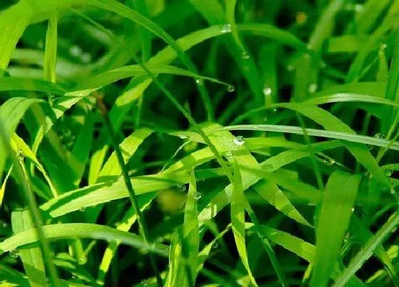 植物种类|小草是植物吗 属于草本类植物