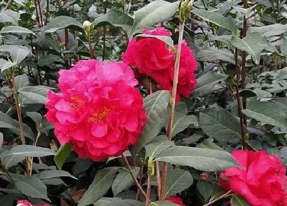 开花时间|茶花树一年开几次花