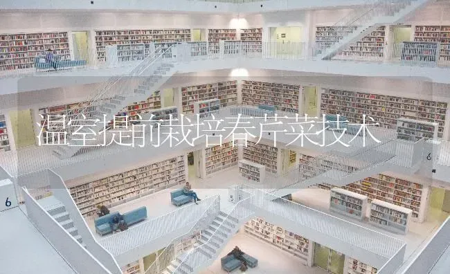 温室提前栽培春芹菜技术 | 蔬菜种植