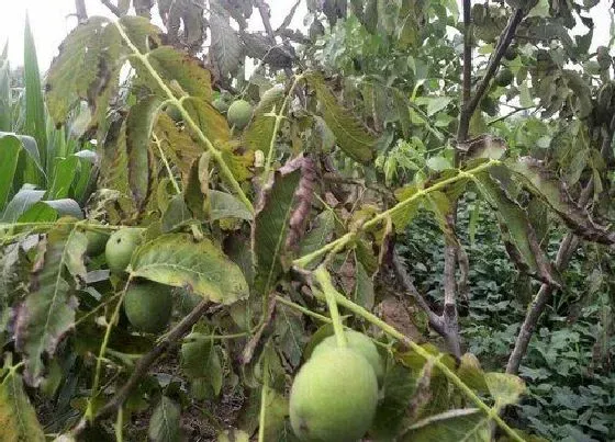 植物虫害|核桃树病虫害防治方法 综合预防措施