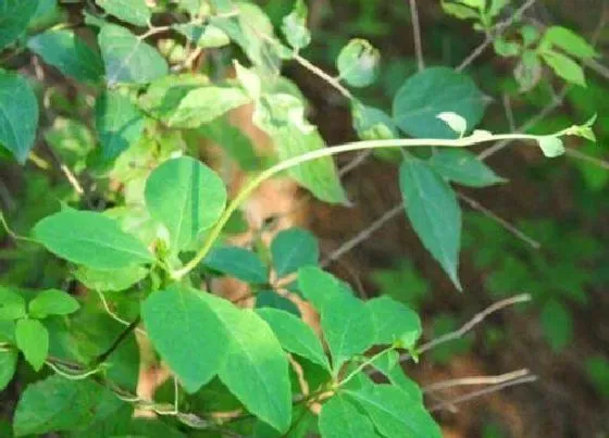 种植管理|党参的生长周期是多长时间