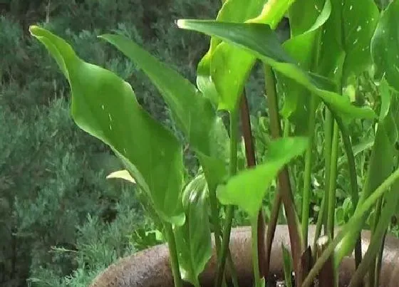 不开花|马蹄莲不开花什么原因