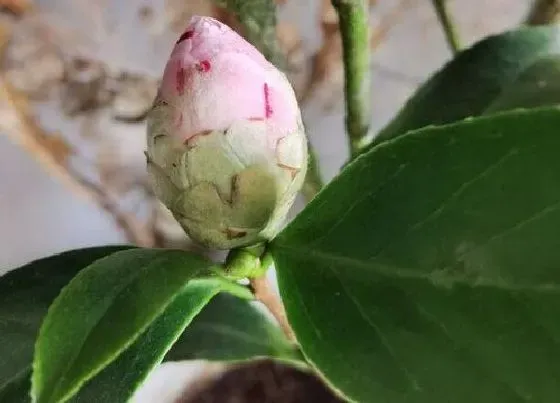 掉叶子|茶花老掉叶子怎么办