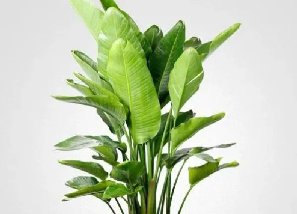 植物浇水|鹤望兰怎么浇水方法