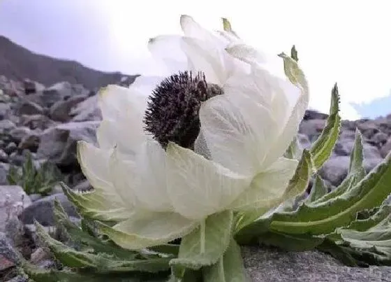 开花时间|雪莲花什么时候开花 一般在几月份开放