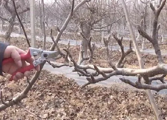 植物修剪|梨树什么时候剪枝最好