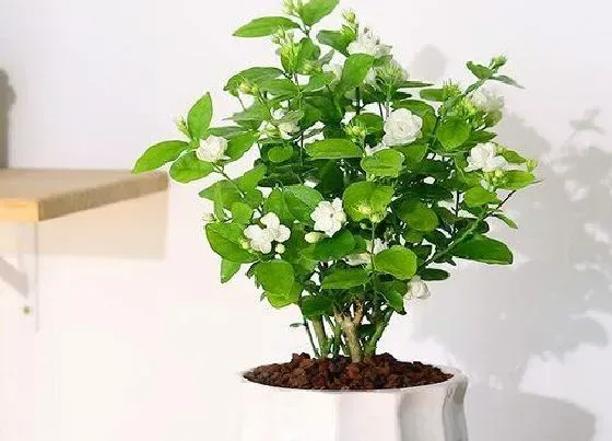 植物嫁接|茉莉花嫁接方法