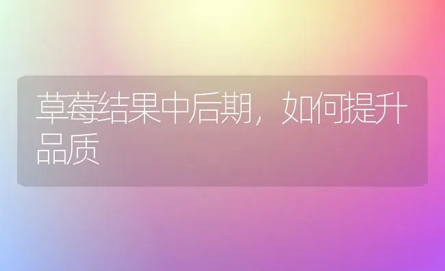 草莓结果中后期，如何提升品质 | 瓜果种植