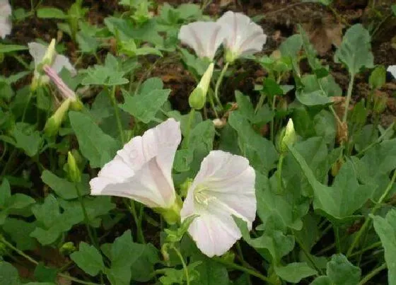 植物百科|和牵牛花很像的草