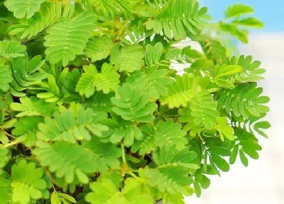 植物繁殖|含羞草怎么繁殖方法和注意事项