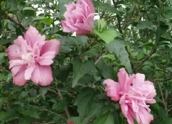 开花时间|鸡心果什么时候开花