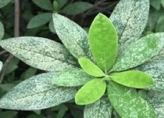 植物虫害|毛鹃病虫害防治技术与方法