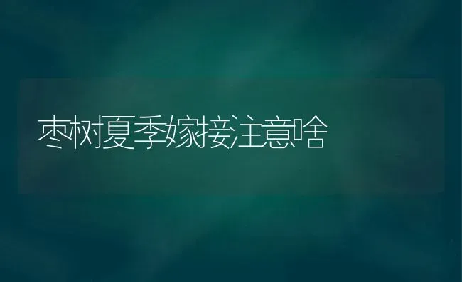 枣树夏季嫁接注意啥 | 瓜果种植