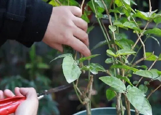 植物修剪|茉莉球怎么修剪方法