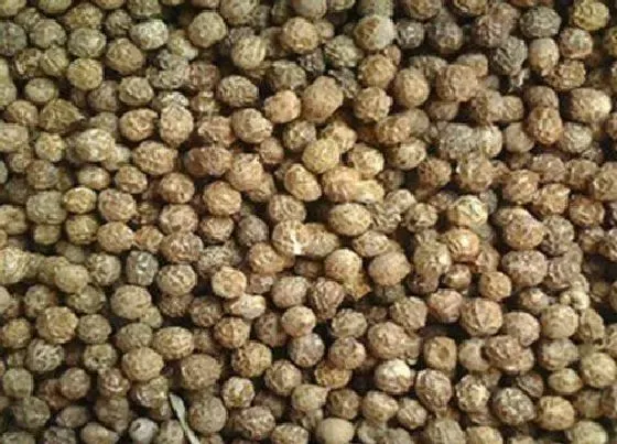 功效常识|梧桐子的功效与作用及食用方法