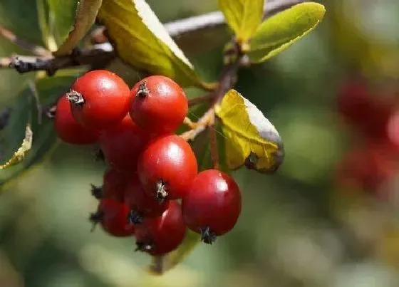 植物百科|山楂又叫什么名字